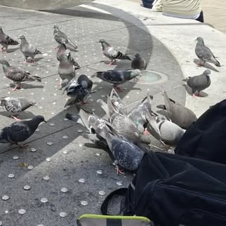 Northern Ireland Help for Pigeons logo