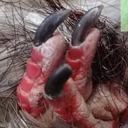 Northwest Pigeon Stringfoot logo