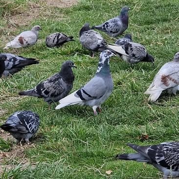 Nottingham Stringfoot Superheroes logo