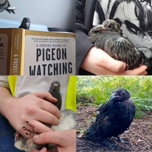 Sheffield Stringfoot Pigeons & Bird Rescue logo