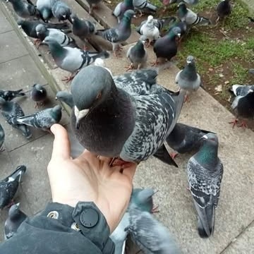 Southend Pigeon Stringfoot and Rescue logo