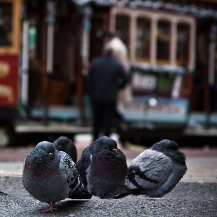 San Francisco Stringfoot Pigeons logo