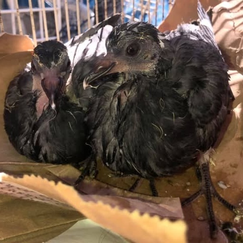 Palomas Rescatadas logo