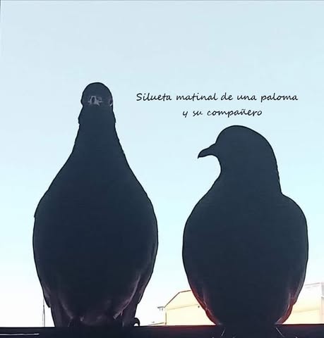 Palomas y compañía logo