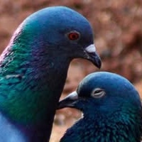 Laroucoulade Pigeons Tourterelles logo