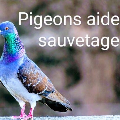Pigeons Aide Et Sauvetage logo