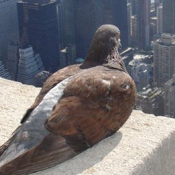 Chicago Pigeon Save - Stringfoot Rock Doves logo