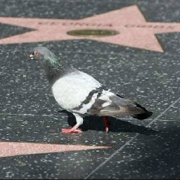 Los Angeles Pigeons - Stringfoot help logo