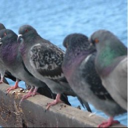Seattle pigeons - Stringfoot help logo