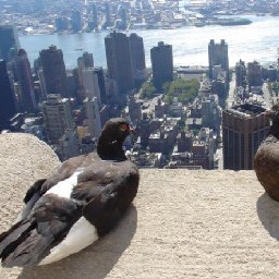 New York Pigeons - Stringfoot help logo