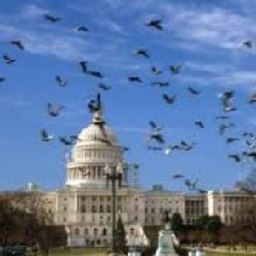 Washington DC Pigeons - Stringfoot help logo