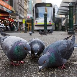 Melbourne pigeons - Stringfoot help logo