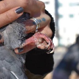 Denver String-Foot Pigeon Save logo