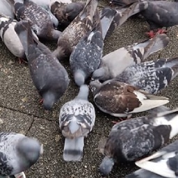 Bedford Pigeon Stringfoot Rescue logo