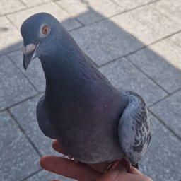 Southampton Stringfoot Society logo