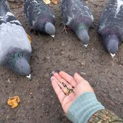 Minnesota North Star Pigeon Network logo