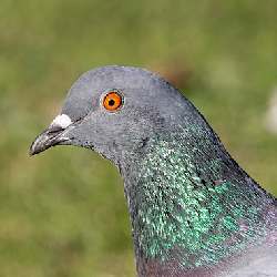 Nice Sauvetage et Soutien des Pigeons logo