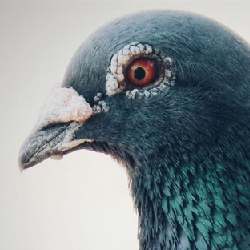 Portsmouth Pigeon People logo