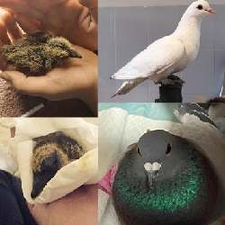 Sydney Pigeon & Dove Lovers logo