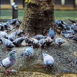 Stringfoot Society Dublin logo