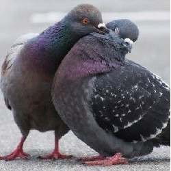 Les pigeons de Namur logo