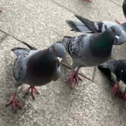Leeds Pigeon Feeders logo