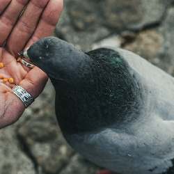 Pigeon Rescue Portugal ~ Comunidade logo