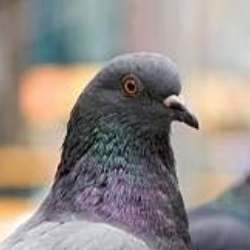 Arlington, VA Pigeons - Stringfoot help logo