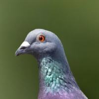 Cardiff Pigeon Stringfoot logo