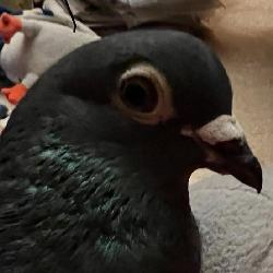 Pittsburgh Pigeon Whisperers logo