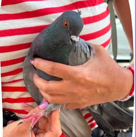 Pigeon Destringing and Workshops Lissabon logo