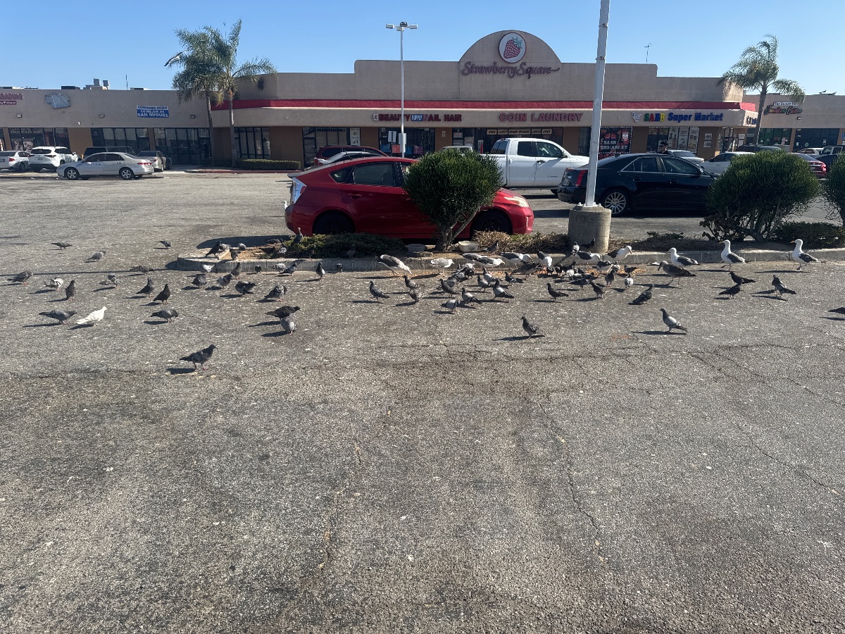 Long John Silver’s Flock